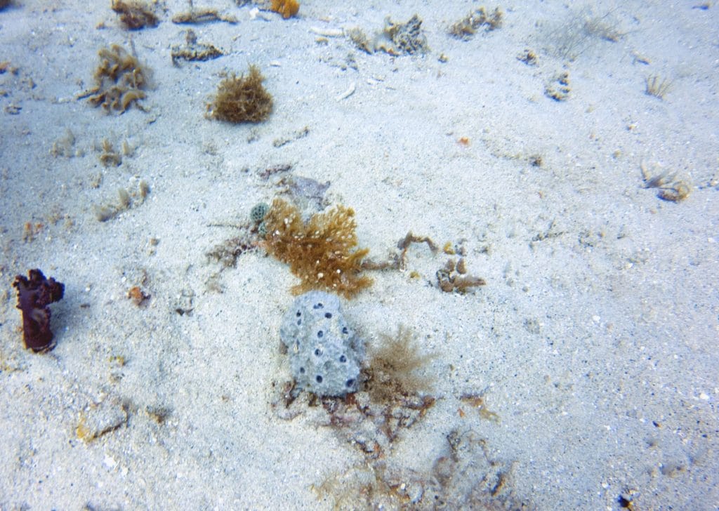 Diving in Gili Islands