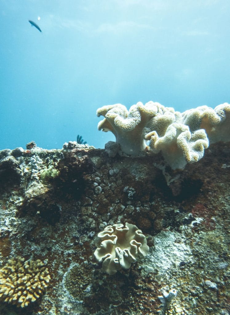 Diving in Gili Islands