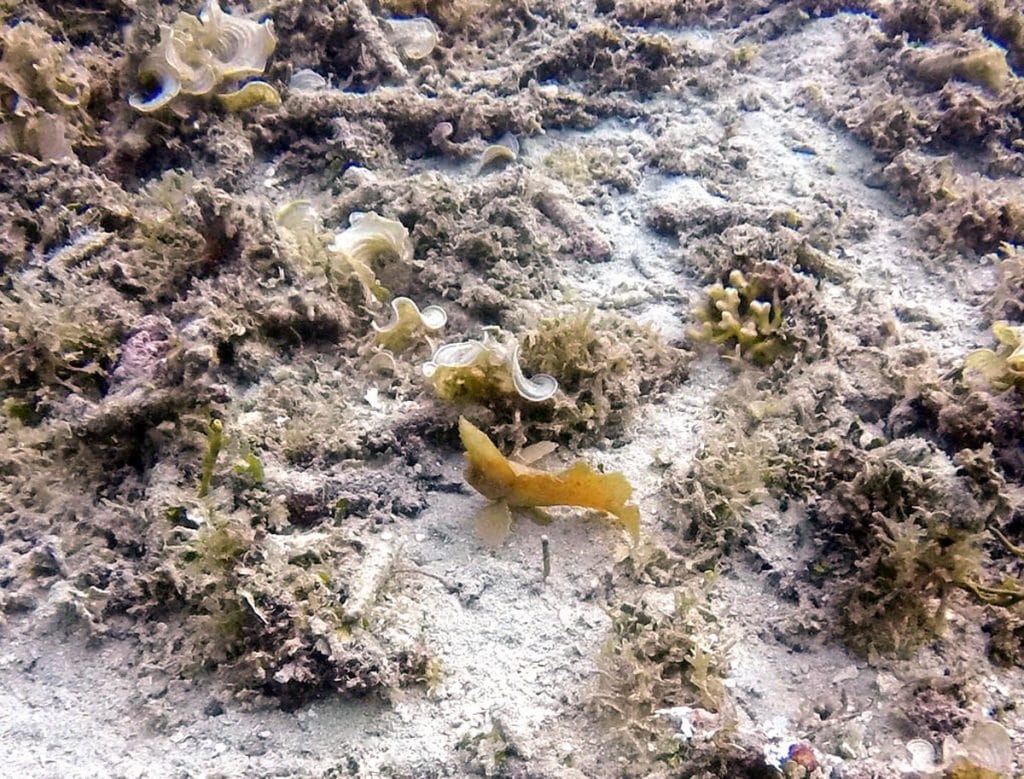 Diving in Gili Islands