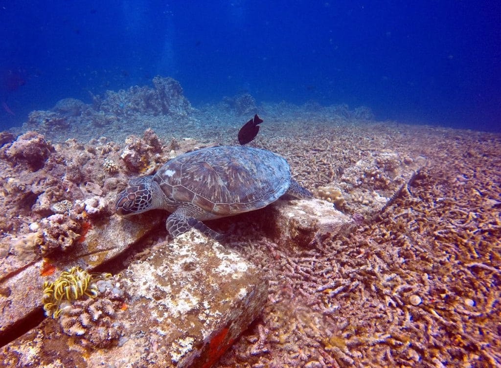 Diving in Gili Islands