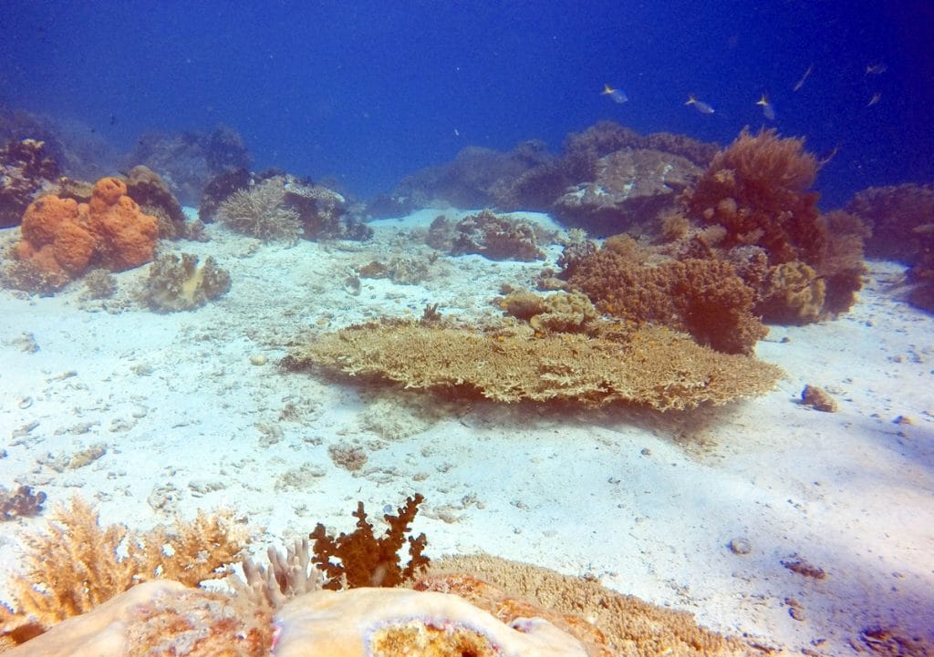 Dive Raja Ampat