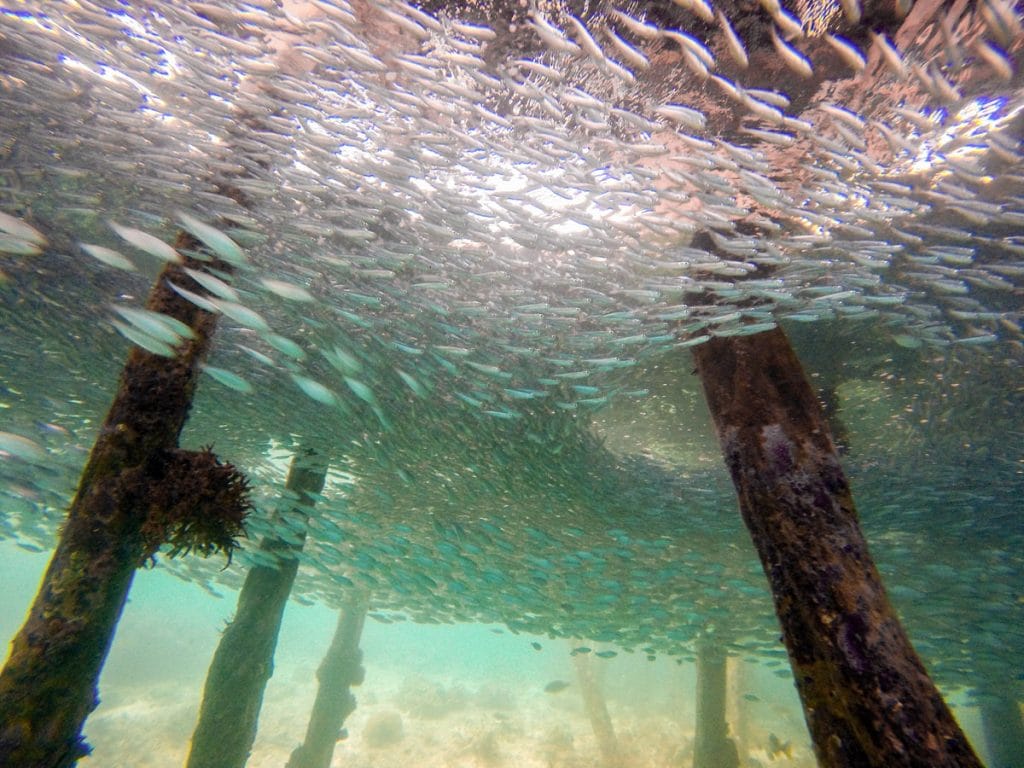 Dive Raja Ampat
