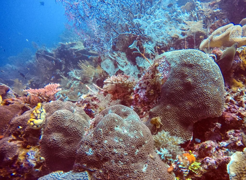 Dive Raja Ampat