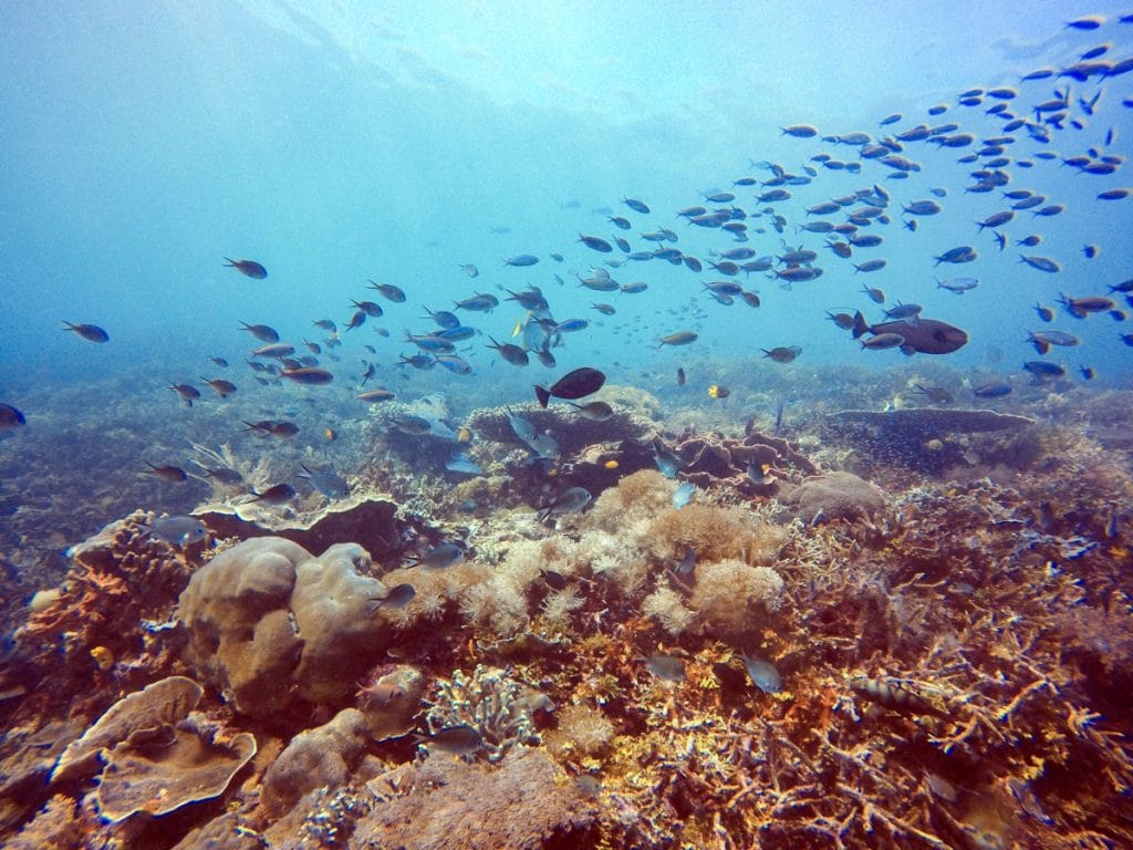 Dive Raja Ampat