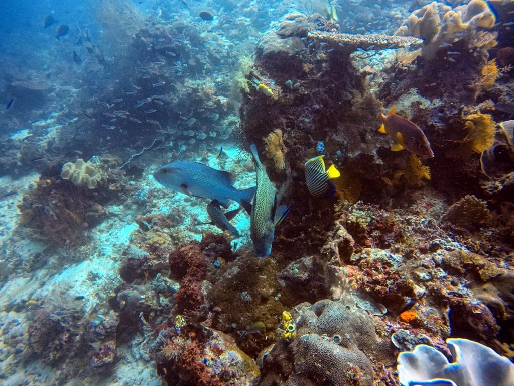 Dive Raja Ampat