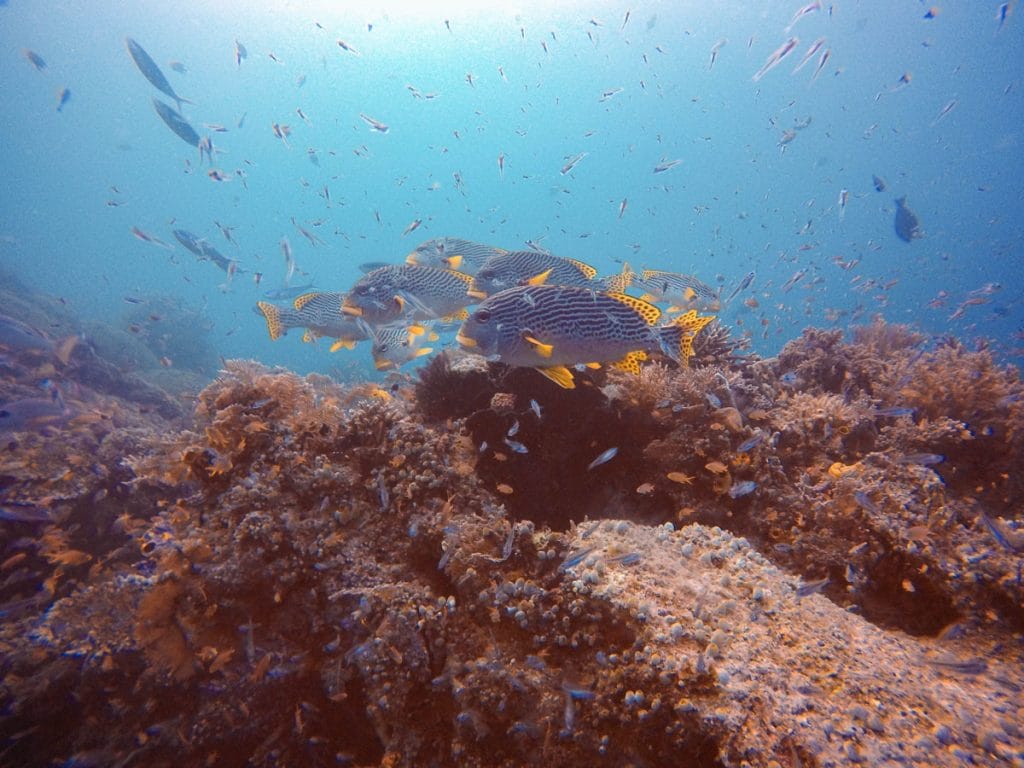 Dive Raja Ampat