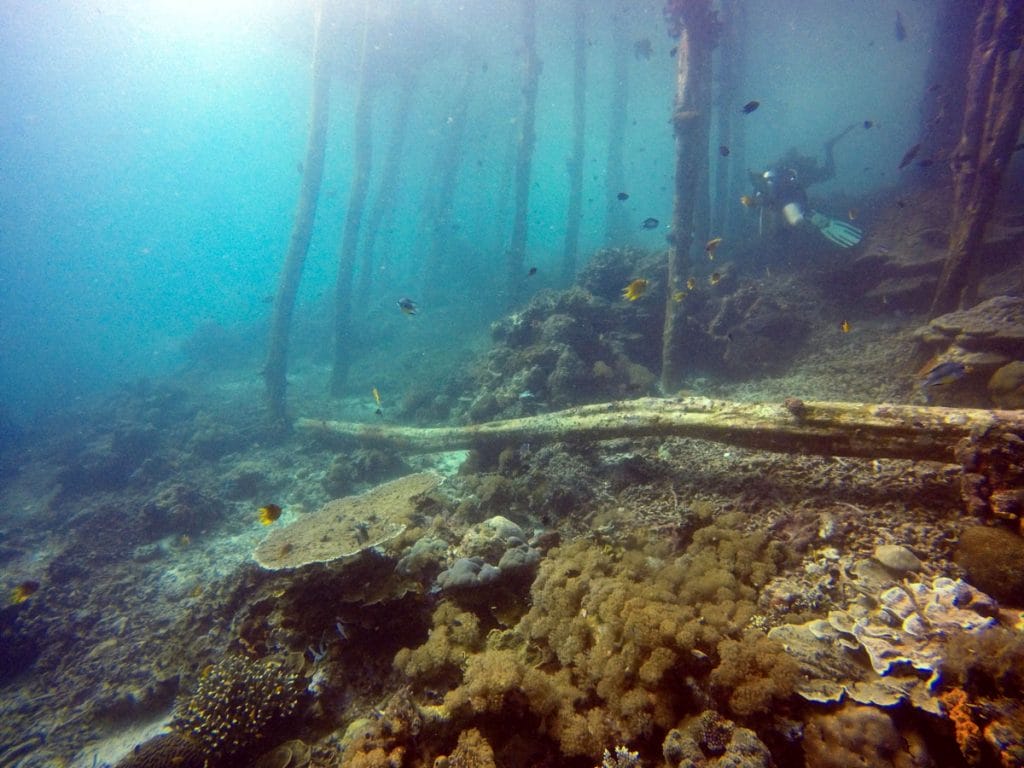 Dive Raja Ampat