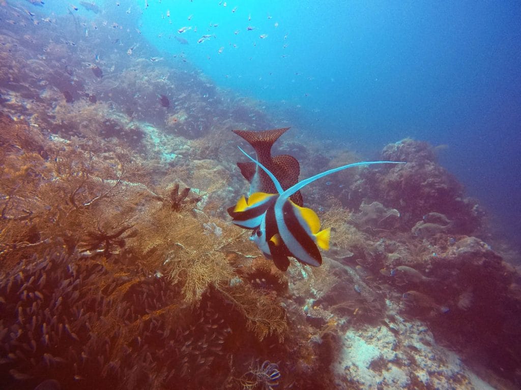 Raja Ampat Liveaboard