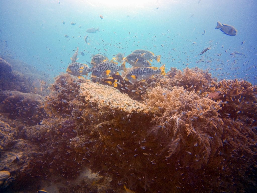 Raja Ampat Liveaboard