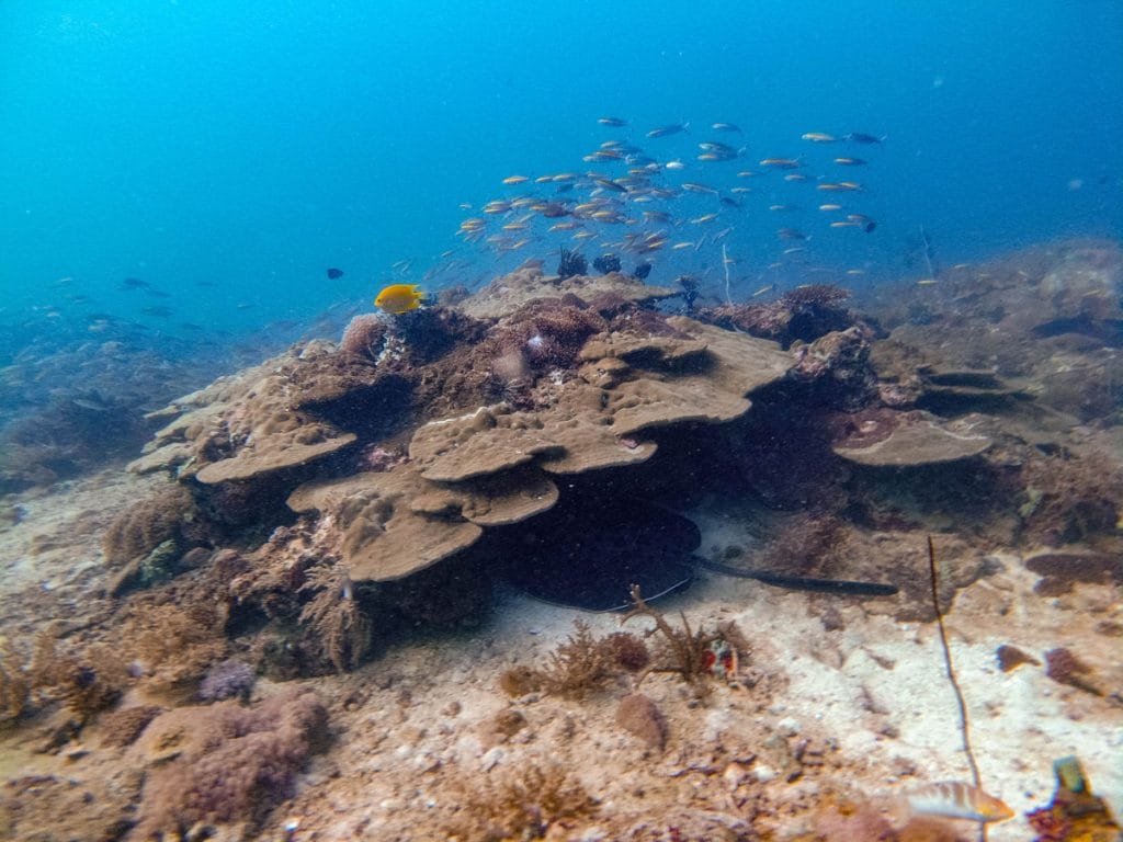 Diving in Koh Lipe