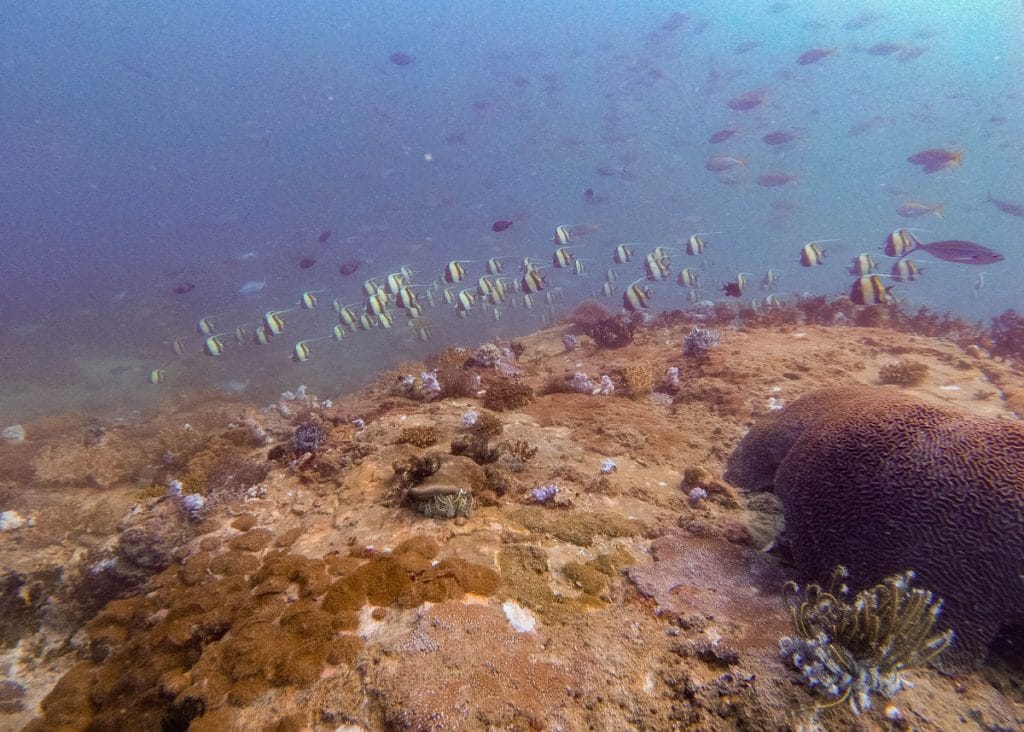 Diving in Koh Lipe