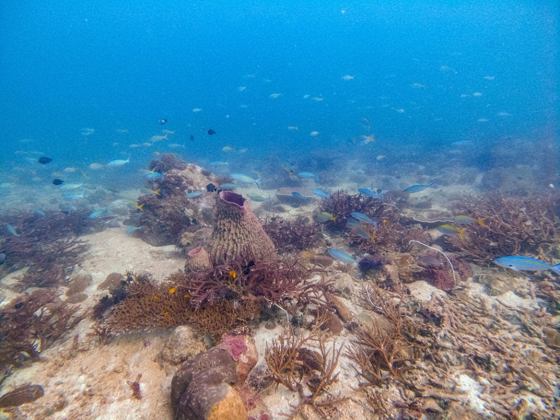 Diving in Koh Lipe