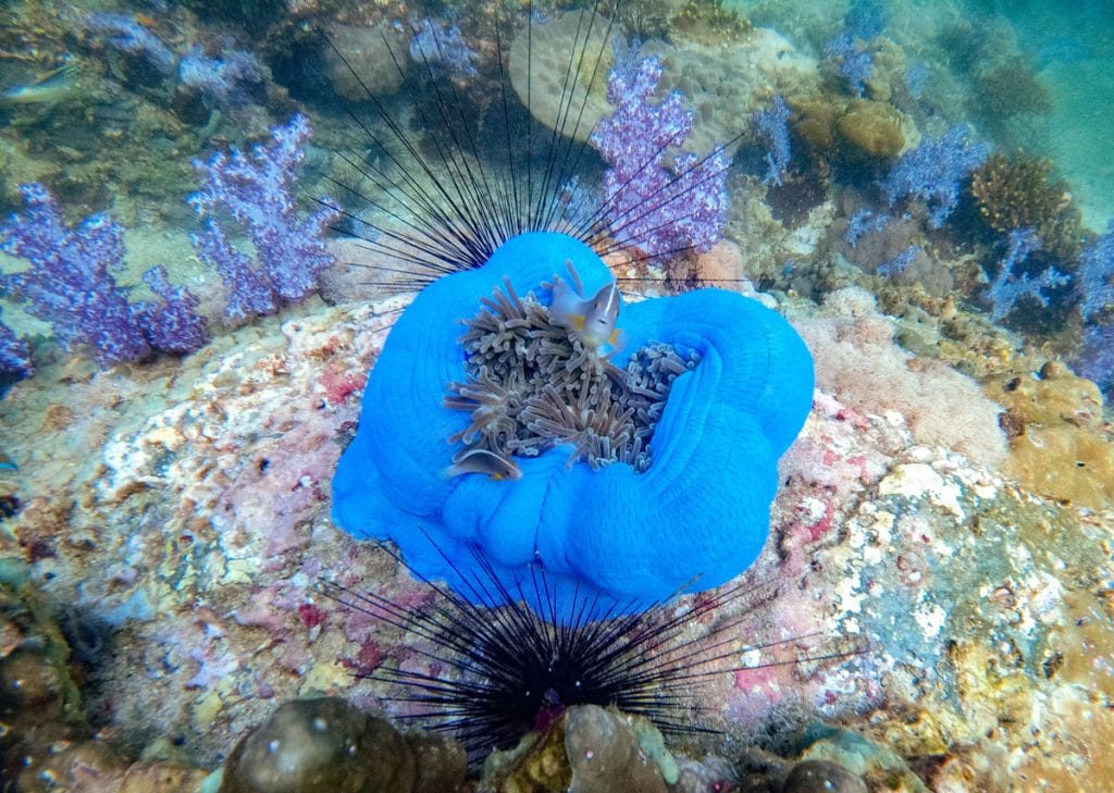 Diving in Koh Lipe