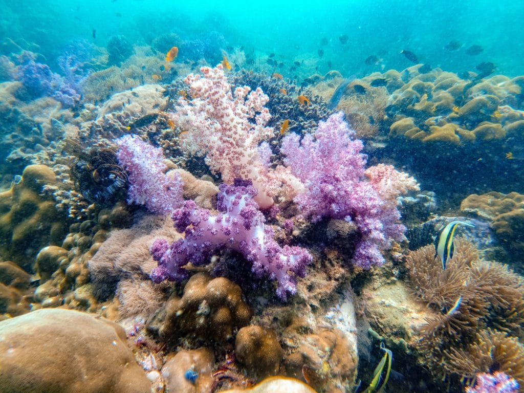 Diving in Koh Lipe