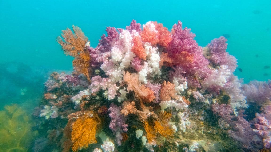 Diving in Koh Lipe