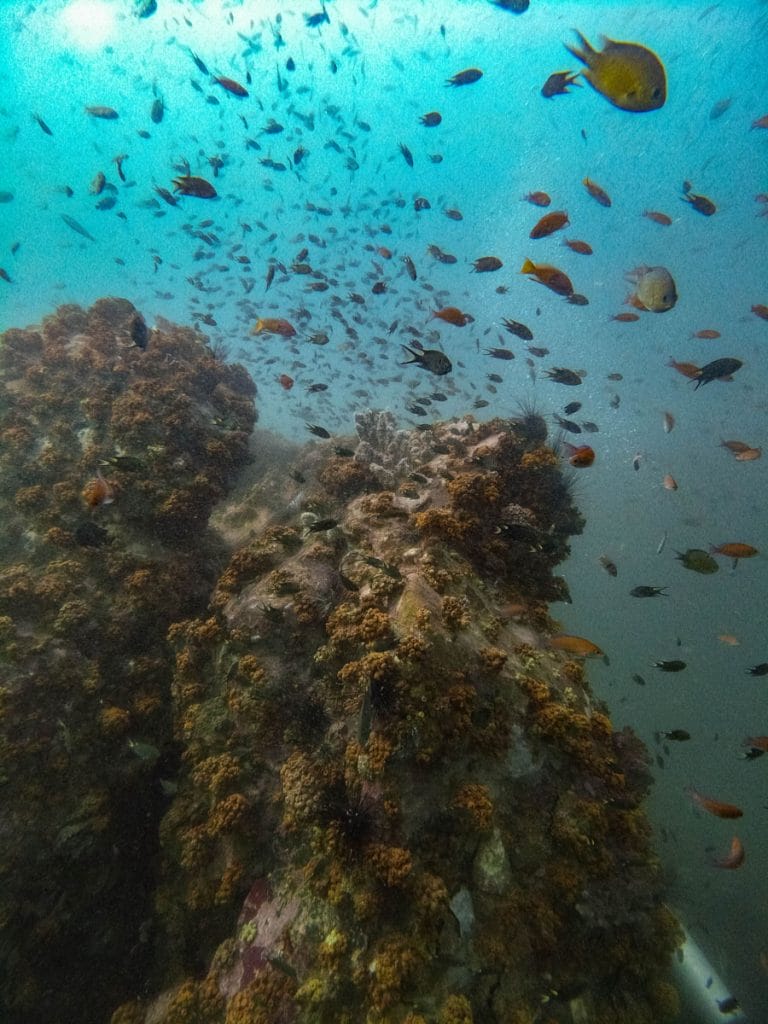 Diving in Koh Lipe