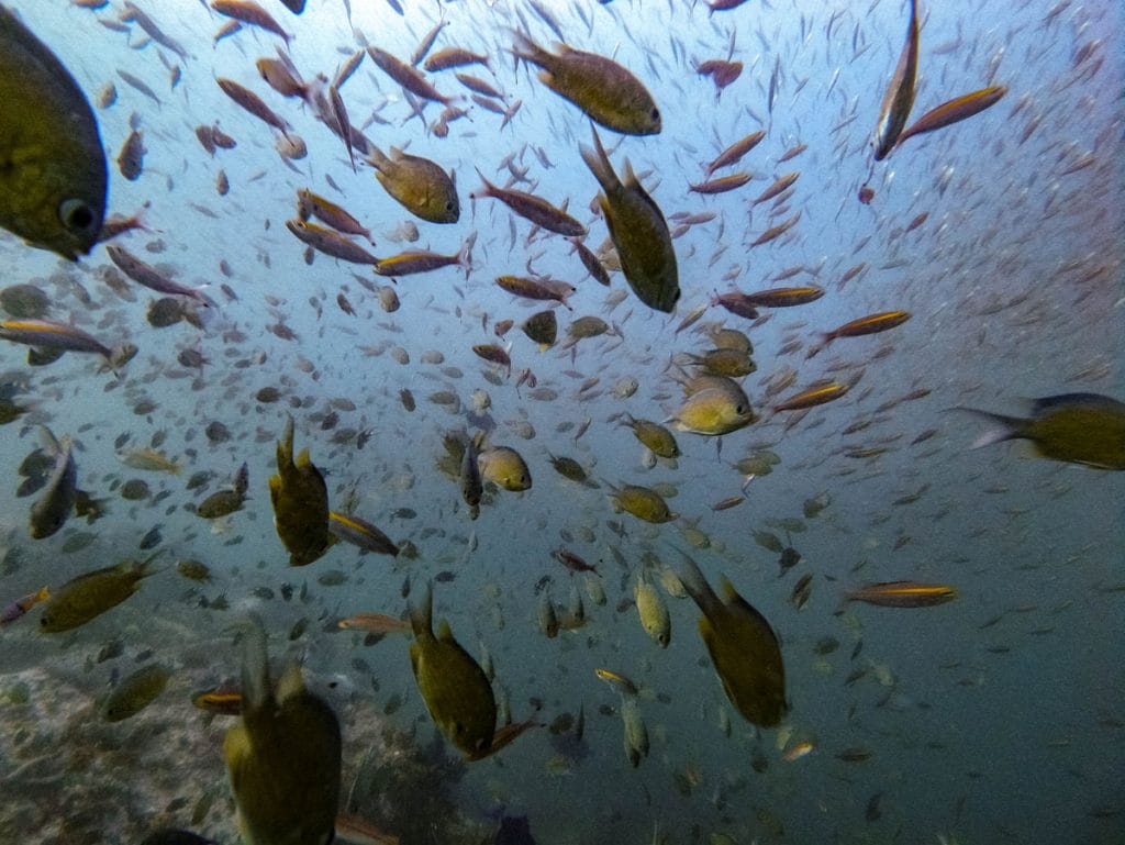 Diving in Koh Lipe