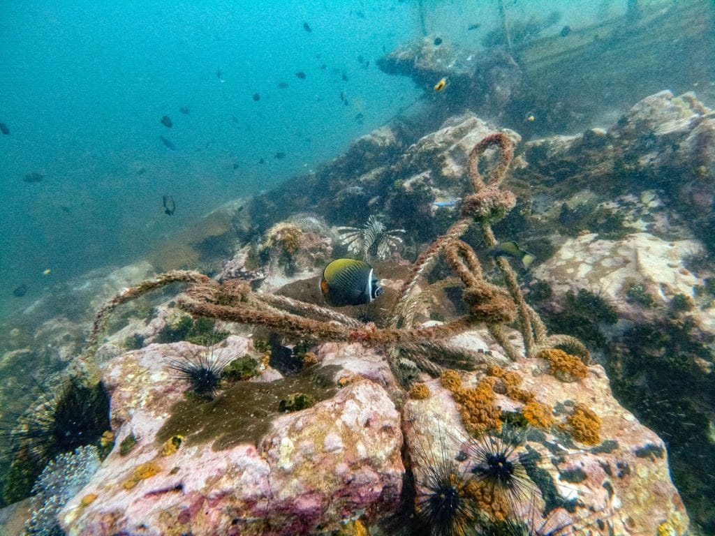 Koh Lipe tauchen