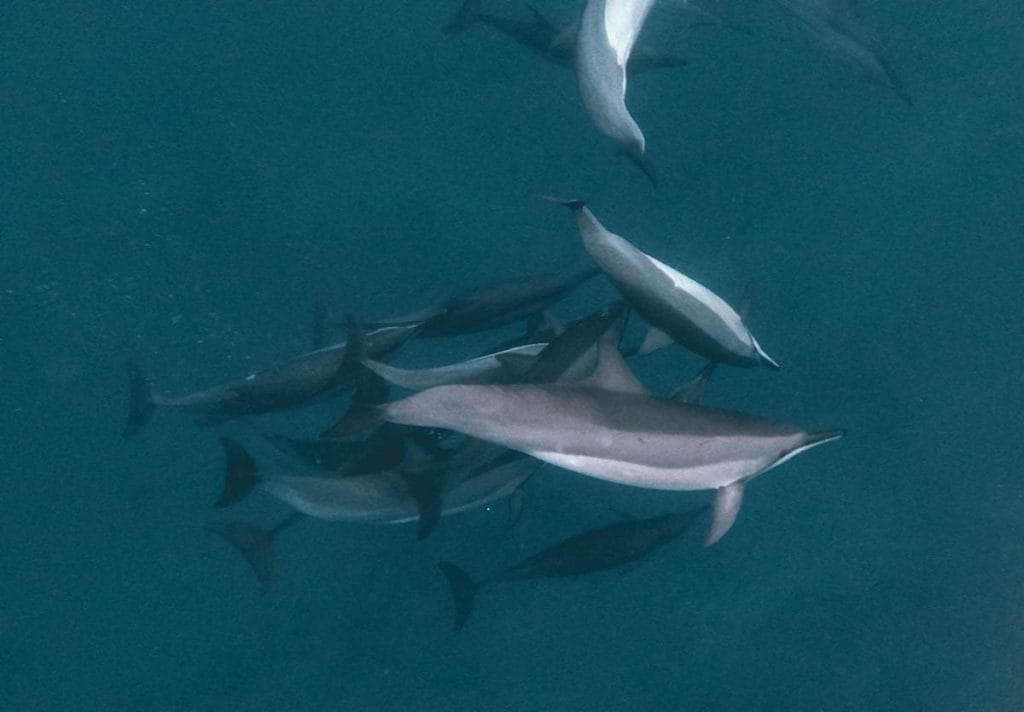 dolphins in Mauritius