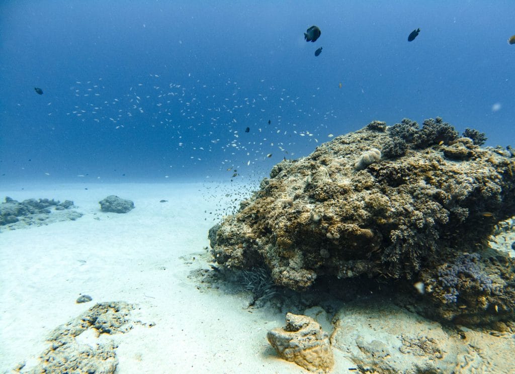 Ti Corail dive site Mauritius