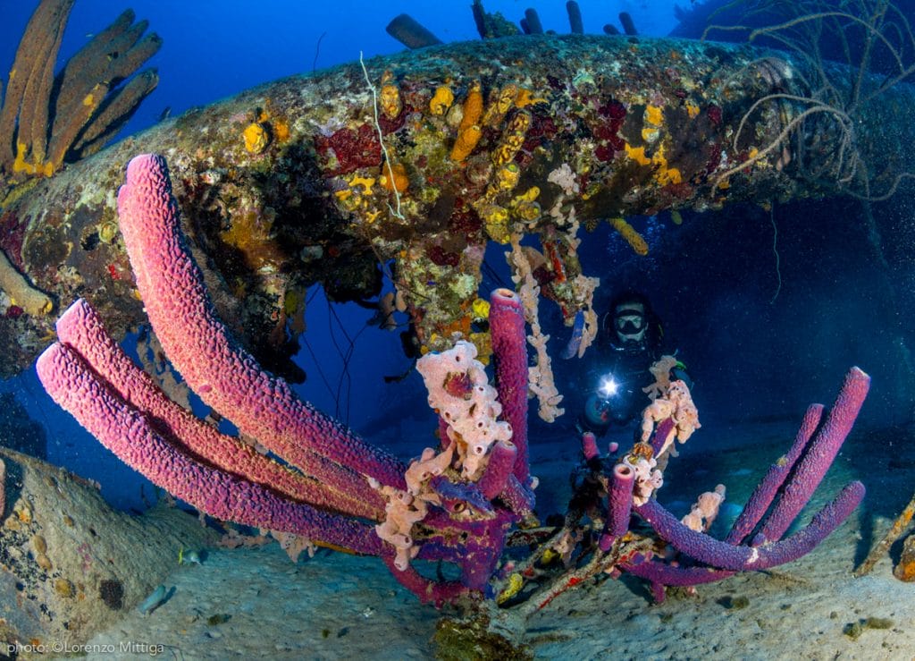 Bonaire diving