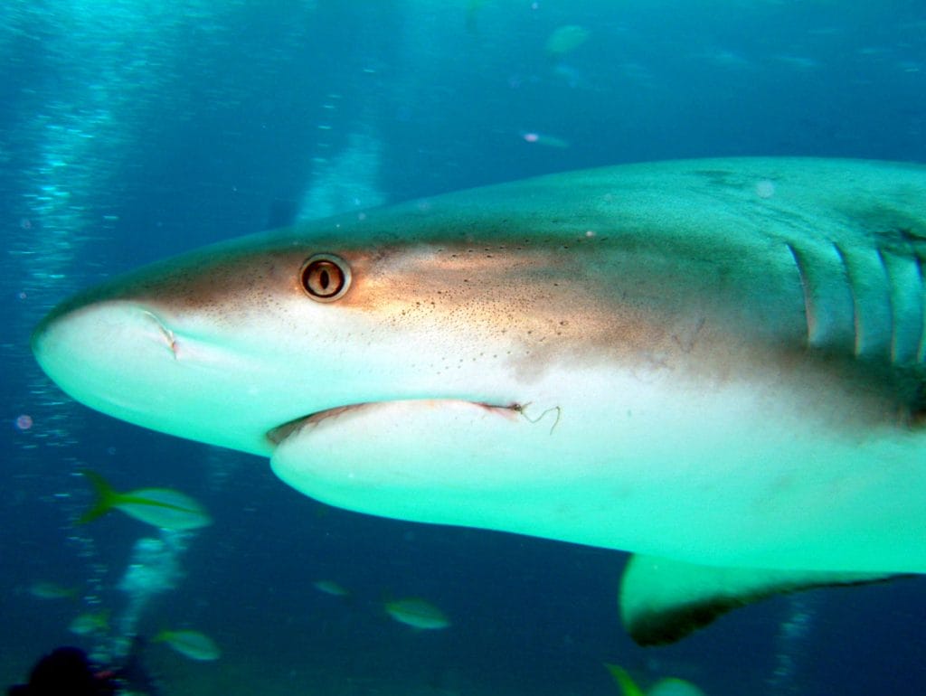 shark in the bahamas