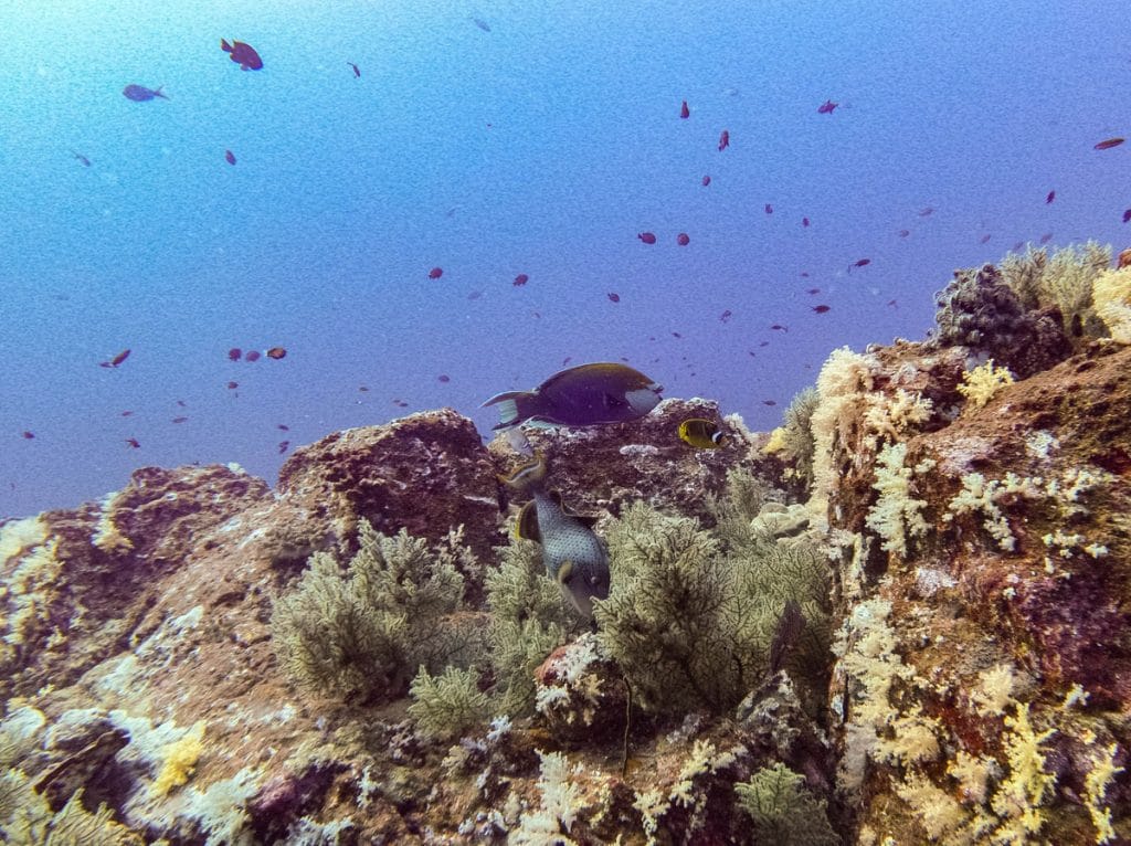 Fish at koh bon dive site