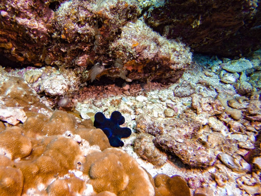 nudibranch at koh bon reef