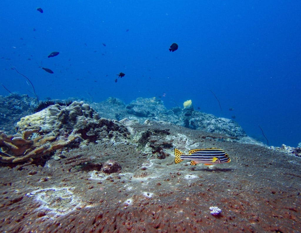 colorful fish at koh bon reef