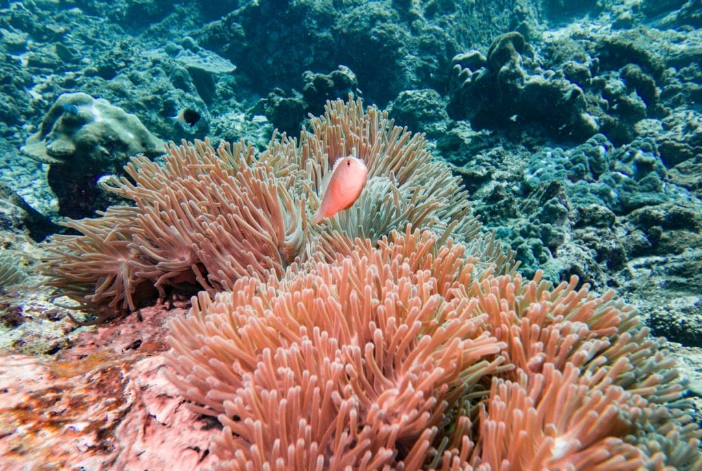 anemone and fish at koh bon reef
