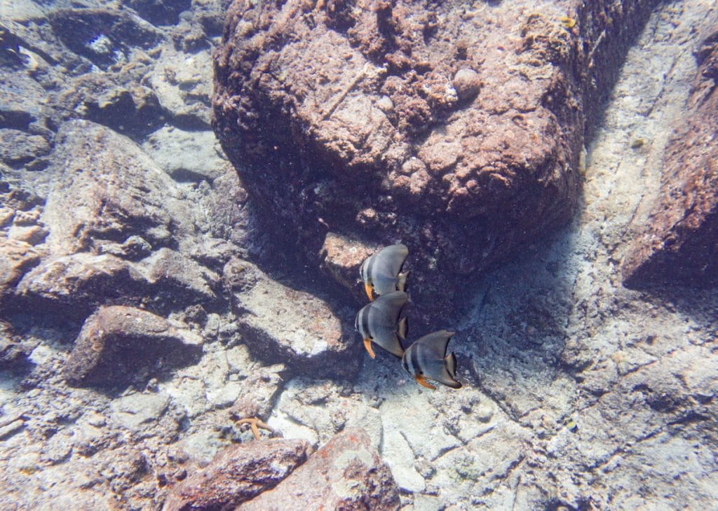 school of bat fish at koh bon reef