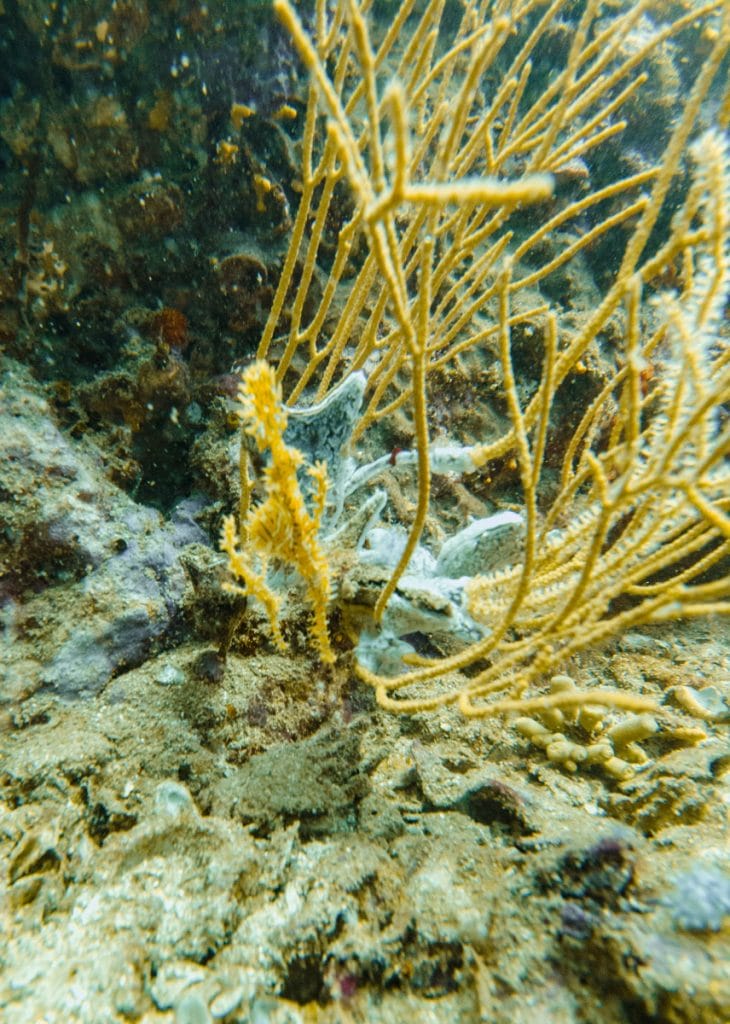 ghost pipe fish at Richelieu Rock dive site