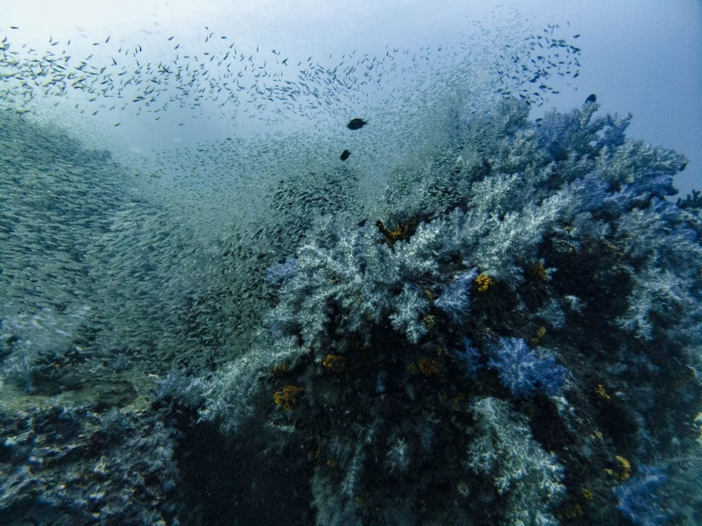 Richelieu Rock dive site