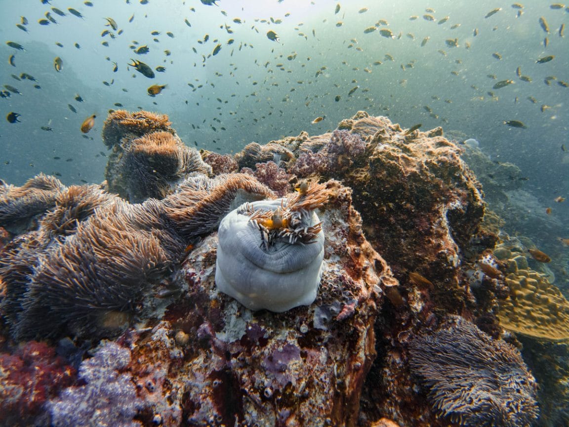 Richelieu Rock dive site