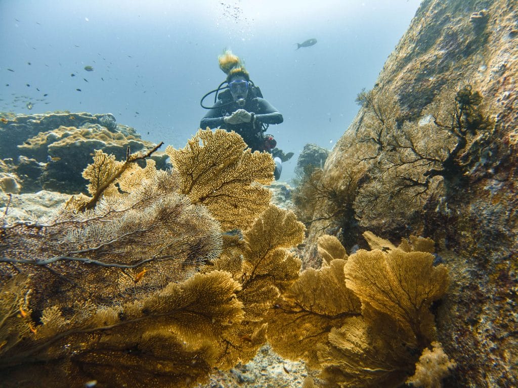 diver behind coral fans at tachai pinnacle dive site