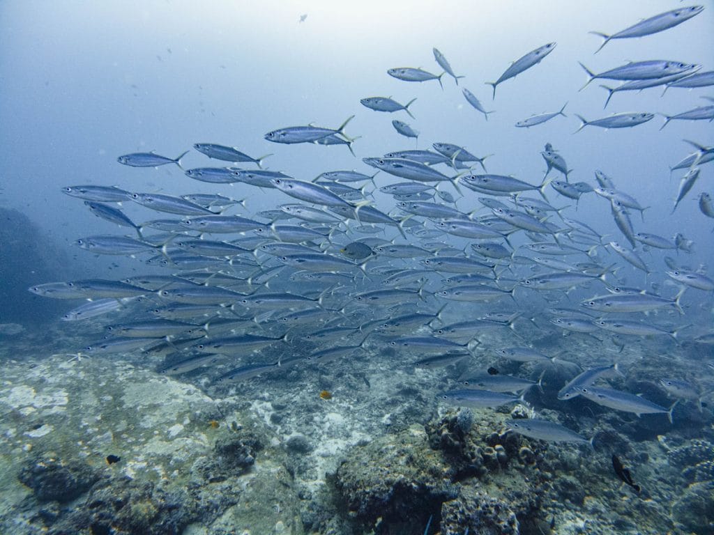 school of barracudas at tachai pinnacle dive site