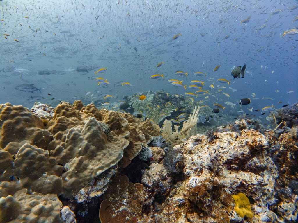 tachai pinnacle dive site