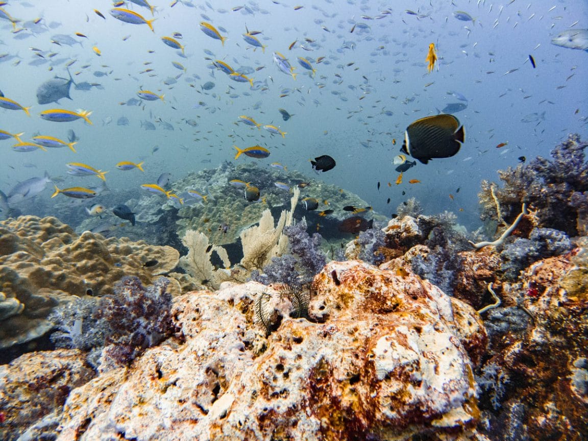 tachai pinnacle dive site