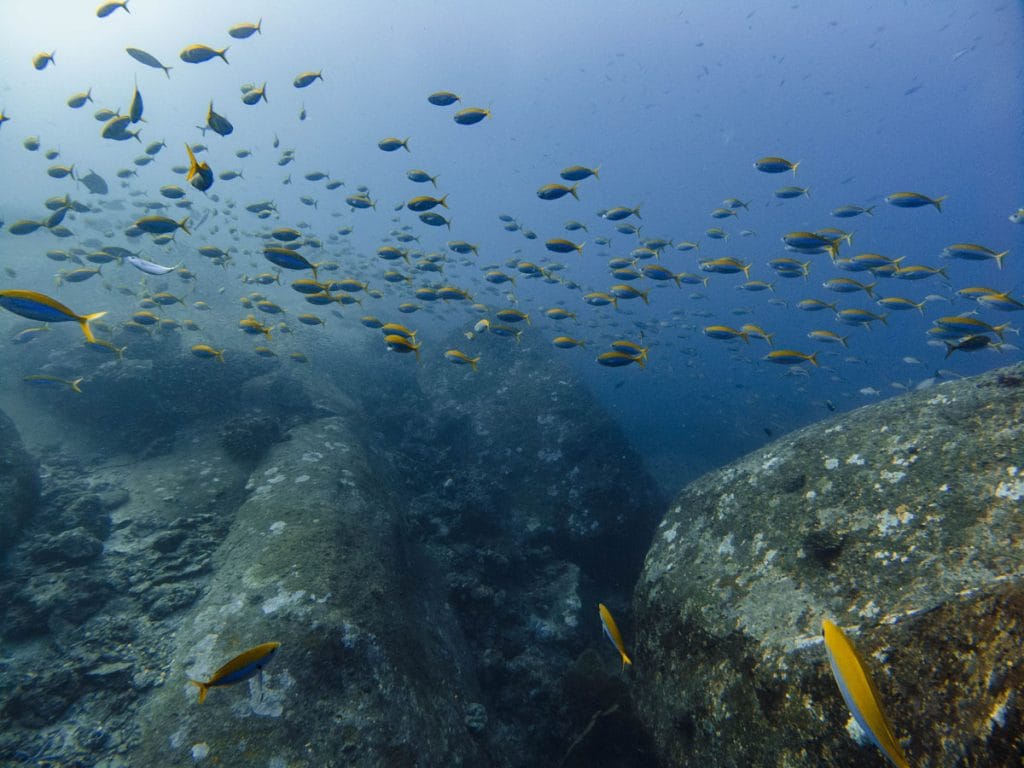 school of fish at tachai pinnacle dive site