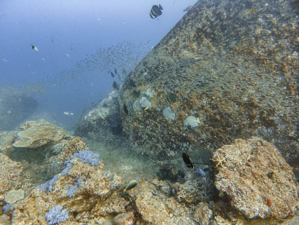 tachai pinnacle dive site