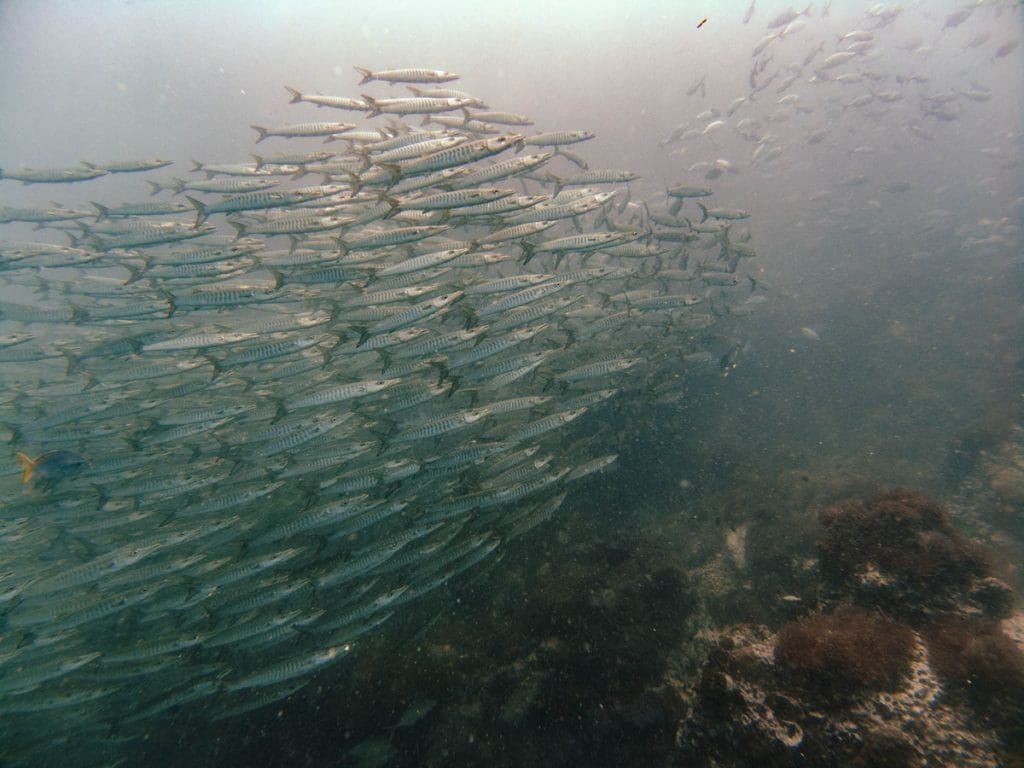 School of barracudas at Sailrock dive site
