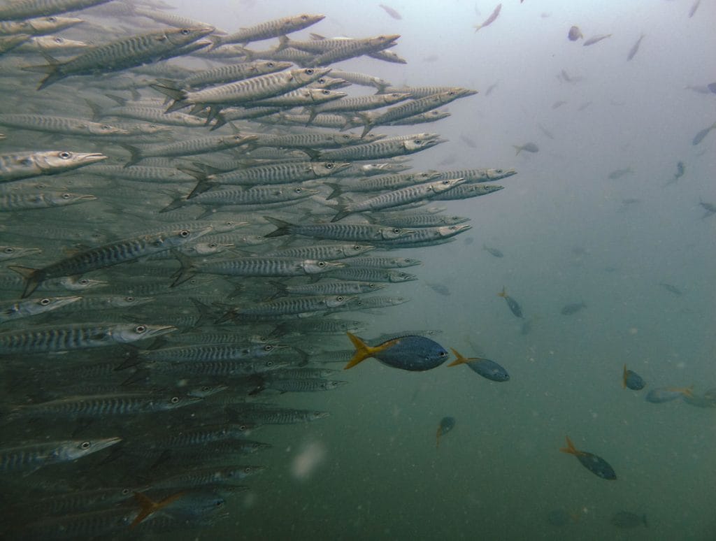 School of barracuda at sailrock