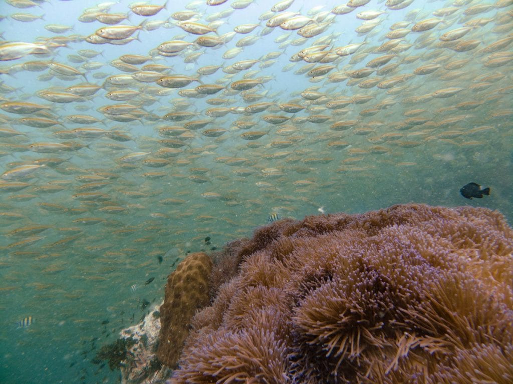 Corals and reef fish at Sailrock