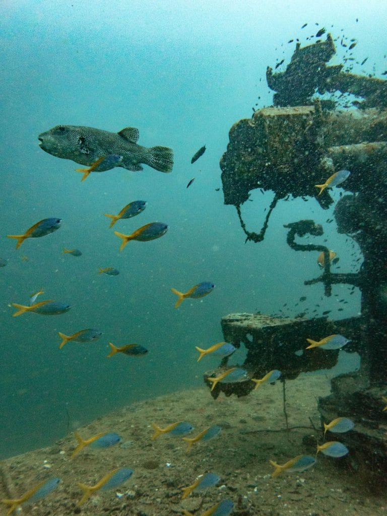 Pufferfish at Sattakut