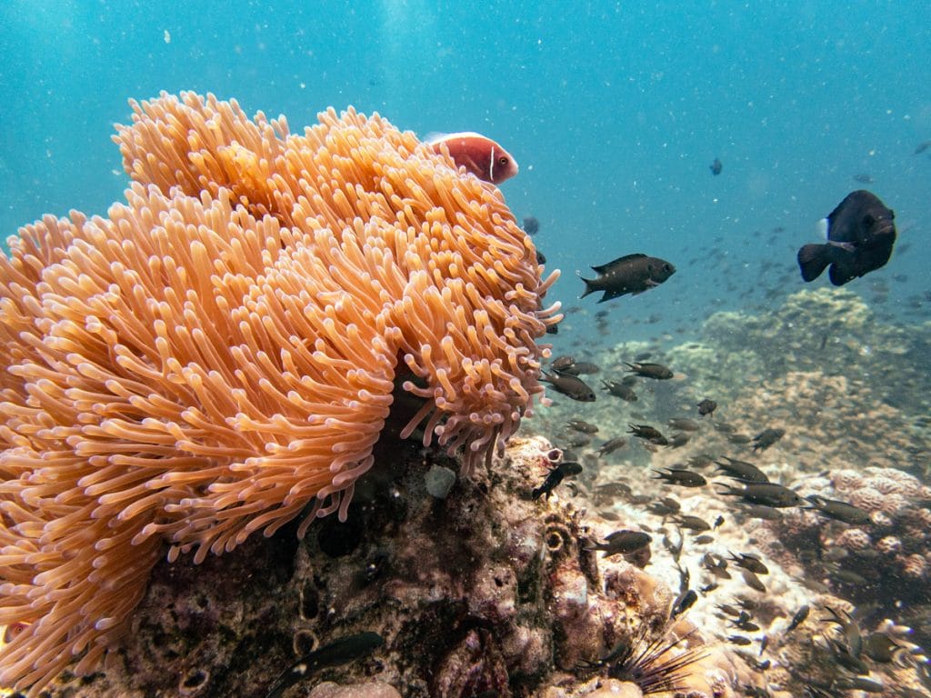 Anemone with nemo fish