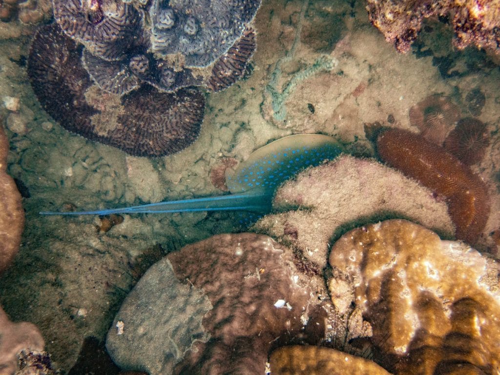 Blue-spotted stingray hidden under a rock