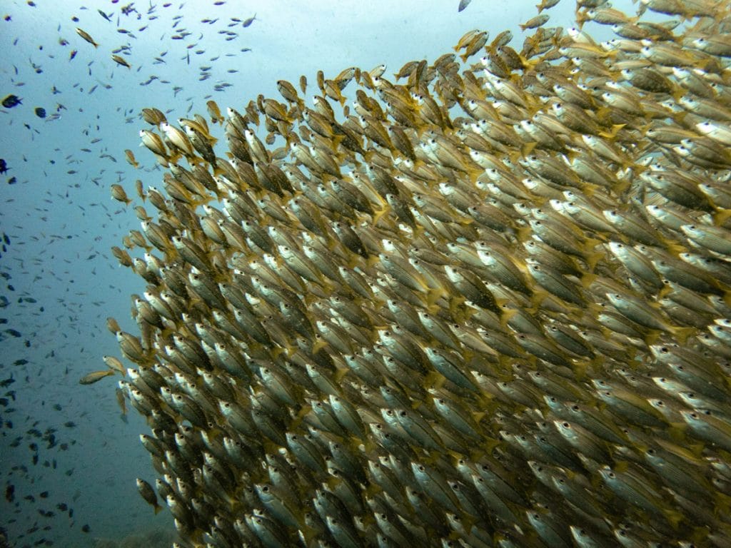 School of yellow fish at Chumphon Pinnacle