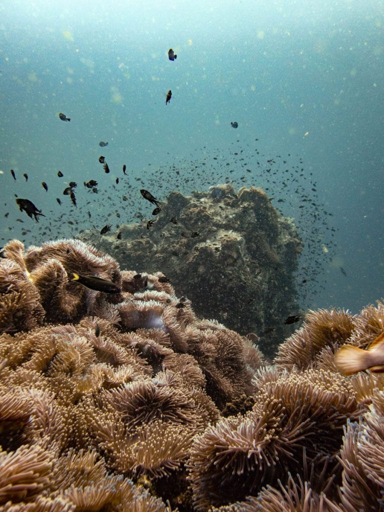 Coral heads at Chumphon Pinnacle