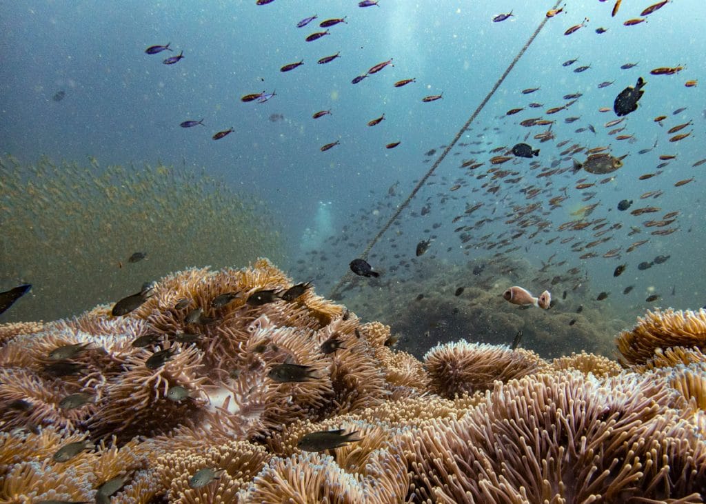Coral and reef fish at Chumphon Pinnacle
