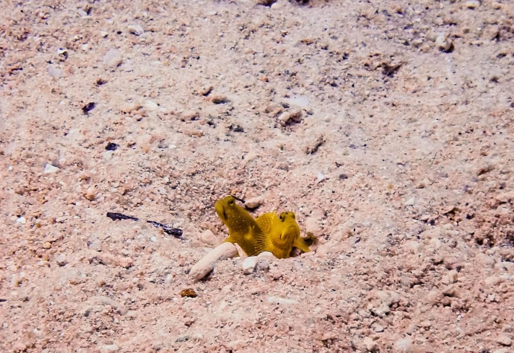 Yellow gobies in the sand